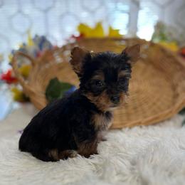 AKC Buddy - Black and tan male Yorkshire Terrier puppy in Elgin, South Carolina from Silver Bells Paw Prints