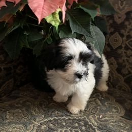 Havanese Puppies from Peace Love Havanese