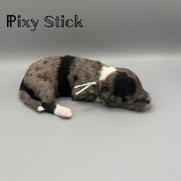 Pixy Stick - Blue merle female Aussiedoodle puppy in Paragould, Arkansas from AC Doodles & Corgis