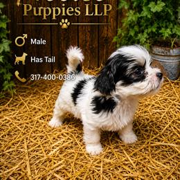White and black with tail - White male Morkie puppy in Avon, Indiana from Precise Puppies LLP