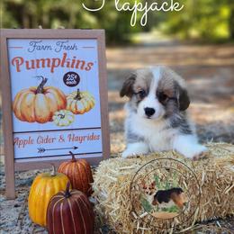 Flapjack - Red male Pembroke Welsh Corgi puppy in Cameron, North Carolina from Butts Family Corgis