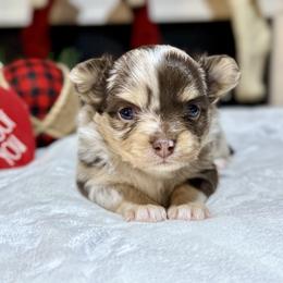 Chihuahua Puppies from Sunset Eves Chihuahuas