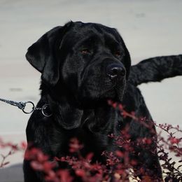 Doc - Labrador Retriever