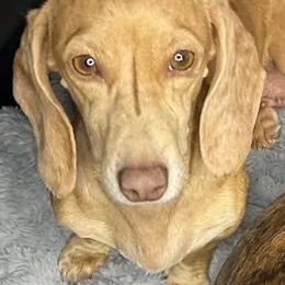 Ginger - Dachshund