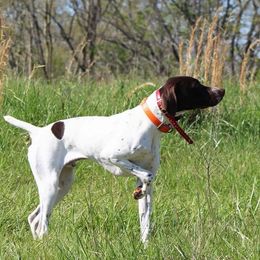 German Shorthaired Pointers from Relentless Bird Dogs