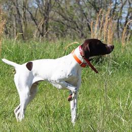 German Shorthaired Pointers from Relentless Bird Dogs