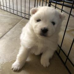 Manny - White male American Eskimo Dog puppy in Chandler, Arizona from Colleen’s Eskimos