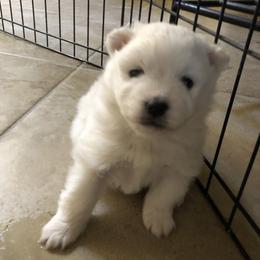 Manny - White male American Eskimo Dog puppy in Chandler, Arizona from Colleen’s Eskimos