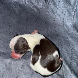 Girl 1 - Black and white female Havanese puppy in Reese, Michigan from Windy Hill Havanese