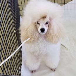 Poodle Puppies from Adagio Toy Poodles