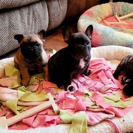 French Bulldog Puppies from BigStar French Bulldogs