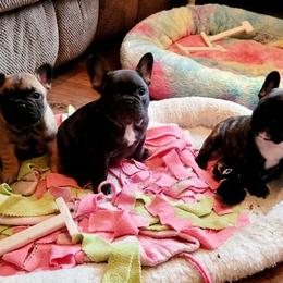 French Bulldog Puppies from BigStar French Bulldogs