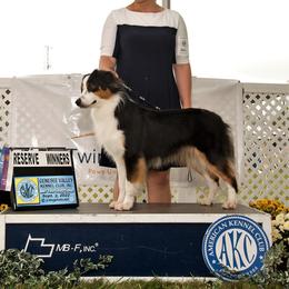 Australian Shepherds, Miniature American Shepherds, and Miniature Australian Shepherds from Crickhollow Aussies