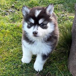 Moose - Black and white male Pomsky puppy in Mc Minnville, Oregon from West Coast Pomskies