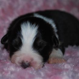 Shadow - Black tri-color female Australian Shepherd puppy in Alma, Georgia from Epiphany Australian Shepherds