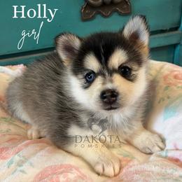 Holly - Pomsky puppy from Dakota Pomskies