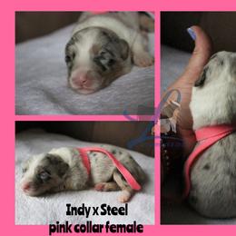 Pink collar - Blue female Pembroke Welsh Corgi puppy in Wayne City, Illinois from Lash Livestock & Corgis