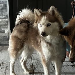 Stella Rose - Pomsky