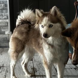 Stella Rose - Pomsky