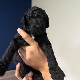 Orange collar - Black male Goldendoodle puppy in Cape Coral, Florida from Magnolia Doodles co.