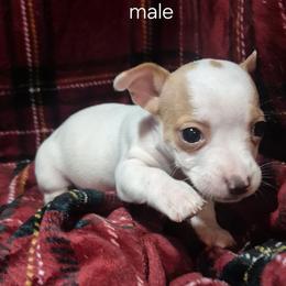 Otis - White and apricot male Teddy Roosevelt Terrier puppy in Murray, Kentucky from Froschwald German Shepherds and Xanadu Teddy Roosevelt Terriers