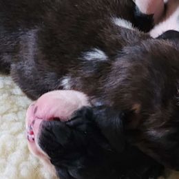 #2 Mahogany Brindle (semi-flashy) - Brindle Boxer puppy in Ellensburg, Washington from Savvy Boxers Seattle