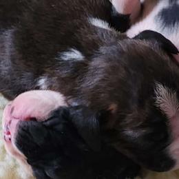 #2 Mahogany Brindle (semi-flashy) - Brindle Boxer puppy in Ellensburg, Washington from Savvy Boxers Seattle