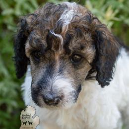 Poodle Puppies from Kindred Kennels