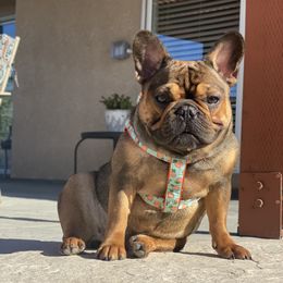 Layla - French Bulldog