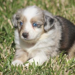 Miniature Australian Shepherd and Toy Australian Shepherd Puppies from TK Mini Aussies