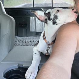 Spicy, CROPPED FEMALE HARLEQUIN - Harlequin female Great Dane puppy in Hickman, Kentucky from Tidal Wave Danes