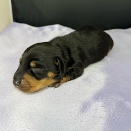 Goose - Black and tan male Dachshund puppy in Palm Bay, Florida from Anastasia’s Royal Weenies