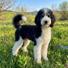 Tahoe - Bordoodle