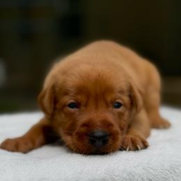 Green Collar - Yellow male Labrador Retriever puppy in Huntington, Texas from Soggy Bottom Retrievers