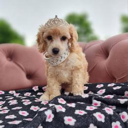 Windy - Apricot female Poodle puppy in Harrisonville, Missouri from Kurly Q Poodles