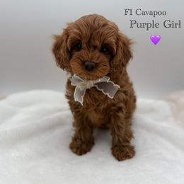 F1 Cavapoo - Red female Cavapoo puppy in Belgrade, Montana from 406springhilldoodles