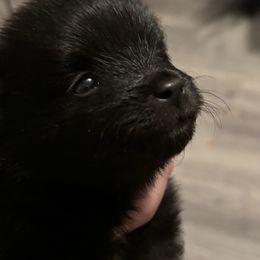 Pomeranian Puppies from Wickedly Cute Puppies