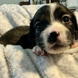 Boy 1 - Piebald male Dachshund puppy in Snow Camp, North Carolina from V's Southern Angels