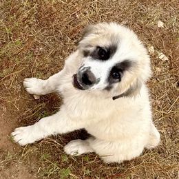 Tostada - Badger female Colorado Mountain Dog puppy in Cotopaxi, Colorado from Once Upon A Moose (OUM)