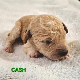 Cash - Apricot male Goldendoodle puppy in Hendersonville, Tennessee from Ben's Best Buddy Goldendoodles