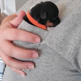 Toy Australian Shepherd Puppies from Reflections of Star Crest Kennel
