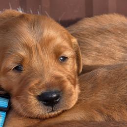 Boy 1 - Dark golden male Golden Retriever puppy in Lebanon, Oregon from SnowPeakPaws
