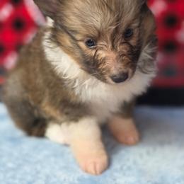 Pretzel - Sable and white female Shetland Sheepdog puppy in Citra, Florida from Southpaw Herders LLC