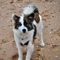 Icelandic Sheepdog Puppies from Valhalla Icelandic Sheepdogs