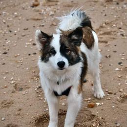 Icelandic Sheepdog Puppies from Valhalla Icelandic Sheepdogs