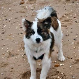 Icelandic Sheepdog Puppies from Valhalla Icelandic Sheepdogs