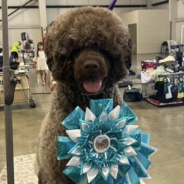 Portuguese Water Dogs from PEJA PWDs