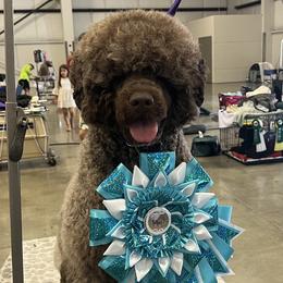 Portuguese Water Dogs from PEJA PWDs