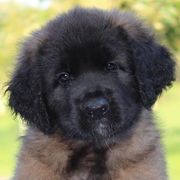 Finnish Lapphunds and Leonbergers from Legendary Leonbergers and Finnish Lapphunds