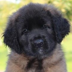Finnish Lapphunds and Leonbergers from Legendary Leonbergers and Finnish Lapphunds